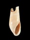 Eulima glabra (fragment) - 4.4 mm - RC 0845