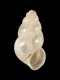 Eupaludestrina-stagnorum-2.1-mm-RC-4475