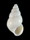 Eupaludestrina-stagnorum-2.65-mm-RC-4368