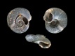 Gyraulus-crista-freak-1.4-mm-RC-5342