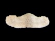 Lepidochitona-cinerea-4.95-mm-RC-4683