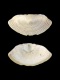 Leptochiton-asellus-fr-4.9-mm-RC-5718