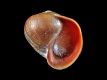 Littorina obtusata - 10 mm - RC 0093