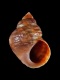 Littorina-saxatilis-rudis-12-mm-RC-4516-b