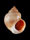 Littorina-saxatilis-rudis-16-mm-RC-4519