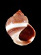 Littorina-saxatilis-rudis-16-mm-RC-4522-b