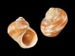 Littorina-saxatilis-tenebrosa-2.4-mm-RC-4385-b