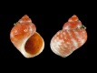 Littorina-saxatilis-tenebrosa-6.1-mm-RC-4653