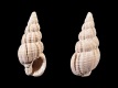 Nassarius consociatus - 15 mm - RC 0776