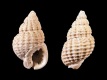 Nassarius dollfusi - 10 mm - RC 0651