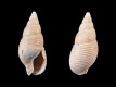 Nassarius labiosus - 18 mm - RC 0781