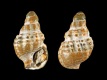 Nassarius-propinquus-juv-3.6-mm-5397