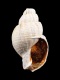 Nassarius-reticosus-24.6-mm-RC-0779