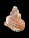 Neptunea contraria (fragment) - 47 mm - RC 1714