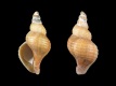 Neptunea contraria (juv) - 23 mm - RC 0764