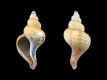 Neptunea contraria (juv) [a] - 43 mm - RC 0764