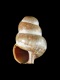 Neptunea-contraria-protoconch-1.85-mm-RC-4425