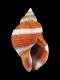 Nucella lapillus - 42 mm - RC 1835