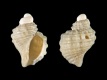 Nucella-lapillus-juv-3.95-mm-RC-5802