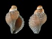 Nucella-lapillus-juv-4.0-mm-RC-4676