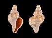 Ocenebra-erinaceus-juv-4.0-mm-RC-3325