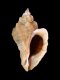 Ocinebrellus inornatus [e] - 42 mm - RC 3012