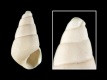 Odostomia-plicata-1.4-mm-RC-4559