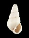 Odostomia plicata - 2.7 mm - RC 2145