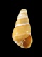 Odostomia-unidentata-1.5-mm-RC-4439