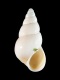 Peringia-ulvae-4.2-mm-RC-4360