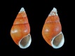 Peringia ulvae - 4.4-4.3 mm - RC 0631