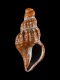 Propebela-turricula-juv-5.1-mm-RC-4685