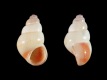 Pusillina inconspicua - 1.5 mm - RC 0687