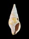 Pyrene scaldensis - 11 mm - RC 0758