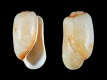 Retusa obtusa [b] - 4.3 mm - RC 0803