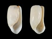 Retusa obtusa [c] - 4.3 mm - RC 0803