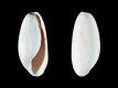 Retusa-subangistoma-3.8-mm-RC-4422