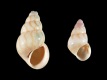 Rissoa interrupta - 3.3-2.1 mm - RC 0098