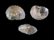 Tornus-subcarinatus-juv-0.8-mm-RC-4974