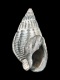 Tritia-reticulata-fossiel-24.6-mm-RC-5450