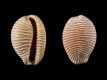 Trivia coccinelloides - 12 mm - RC 4333