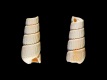 Turbonilla-rufa-fragment-4.05-mm-RC-5391