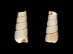 Turbonilla-rufa-fragment-4.05-mm-RC-5391