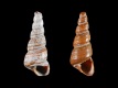 Turritella-cf.-imbricataria-4.9_4.8-mm-RC-4946