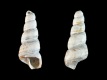 Turritella-cf.-imbricataria-5.1-mm-RC-4361