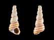 Turritella-crenulata-3.8-mm-RC-4682