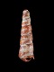 Turritella-solanderi-15-mm-RC-4597