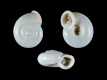 Vallonia-pulchella-2.55-mm-RC-4966