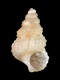 Alvania sp. - 1.5 mm - RC 2784