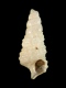 Cerithium sp. (juv) - 1.3 mm - RC 2784